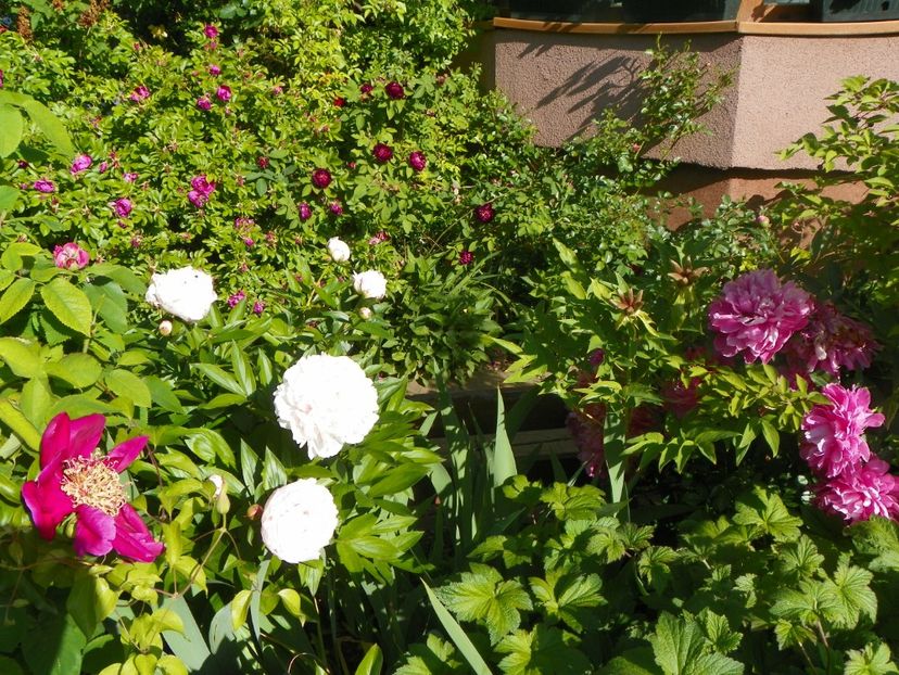 24 mai (98) - Bujori 2018
