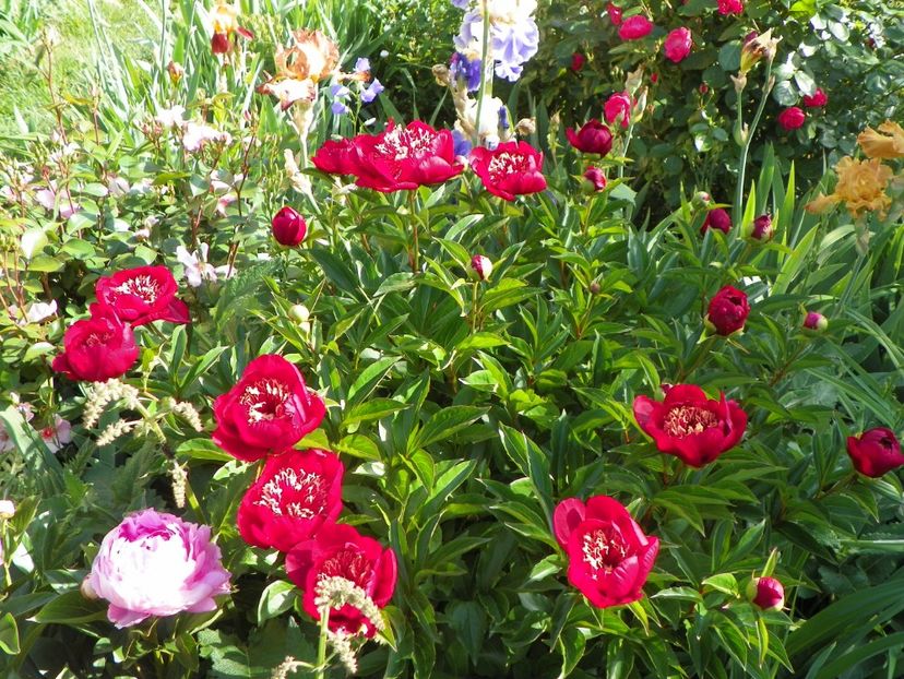 24 mai (101) - Bujori 2018