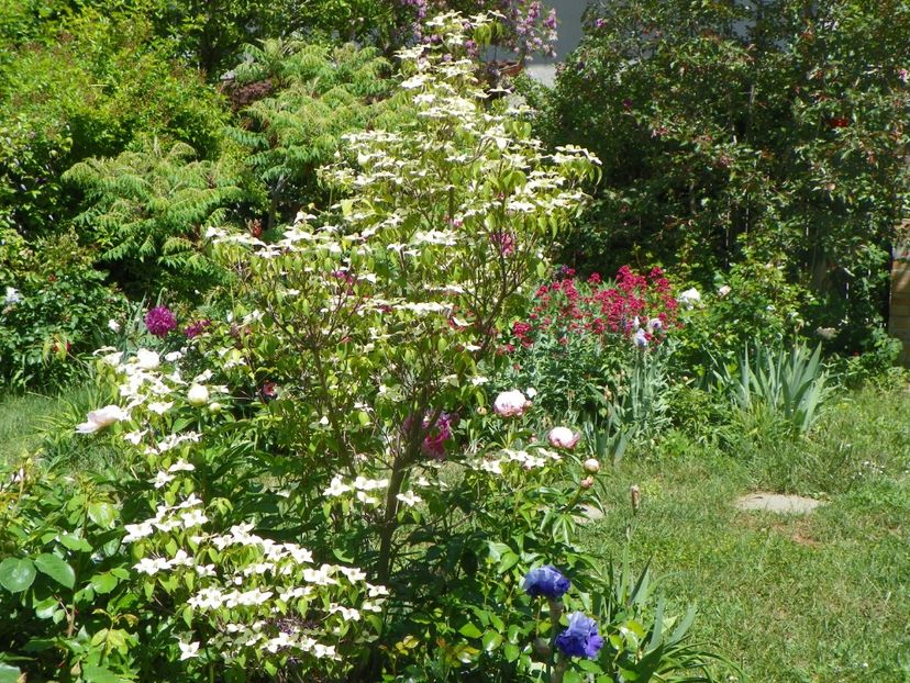 24 mai (31) - Copacei si arbusti 2018