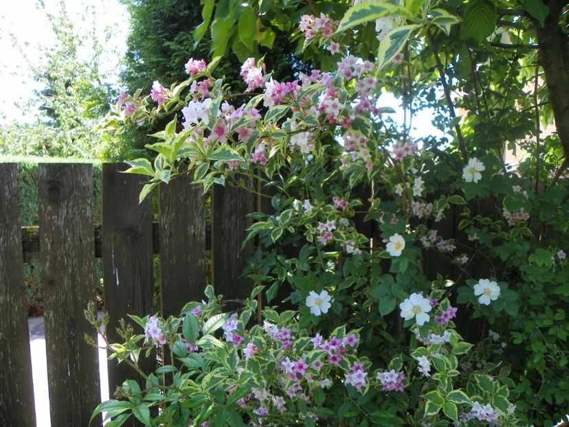 24 mai (33) - Copacei si arbusti 2018