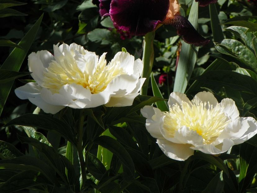 24 mai (123) - Bujori 2018