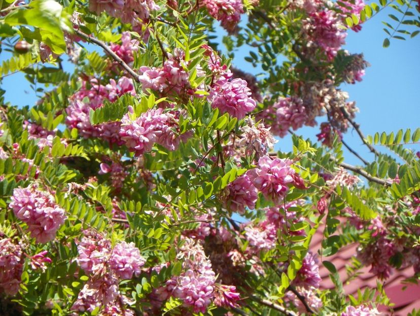 24 mai (54) - Copacei si arbusti 2018