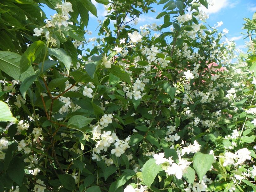 24 mai (77) - Copacei si arbusti 2018