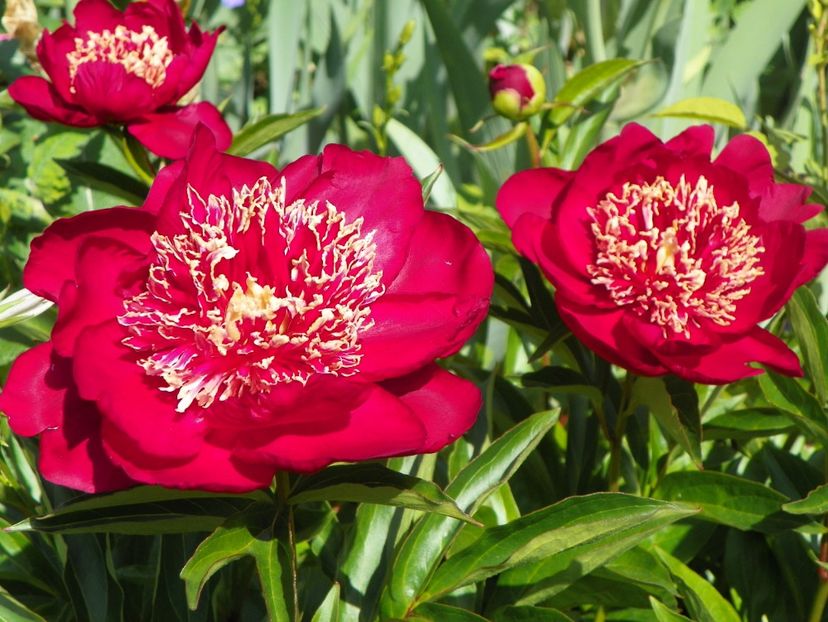 24 mai (152) - Bujori 2018