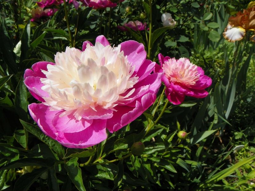 24 mai (167) - Bujori 2018