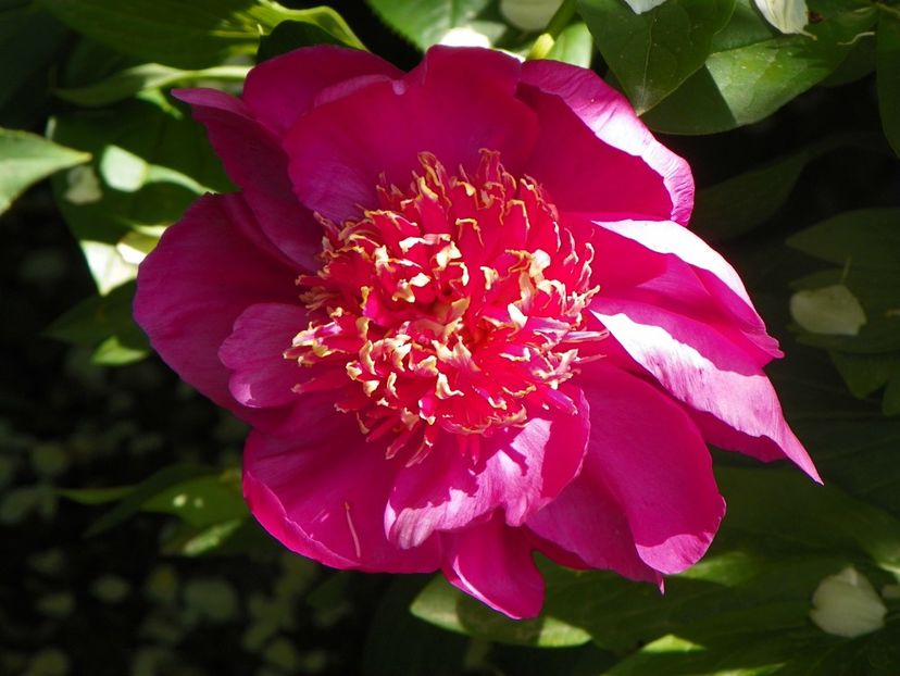 24 mai (176) - Bujori 2018