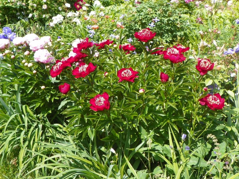 24 mai (227) - Bujori 2018