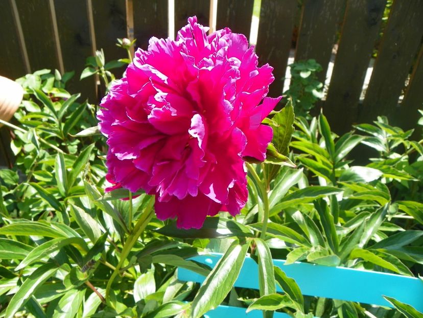 24 mai (229) - Bujori 2018