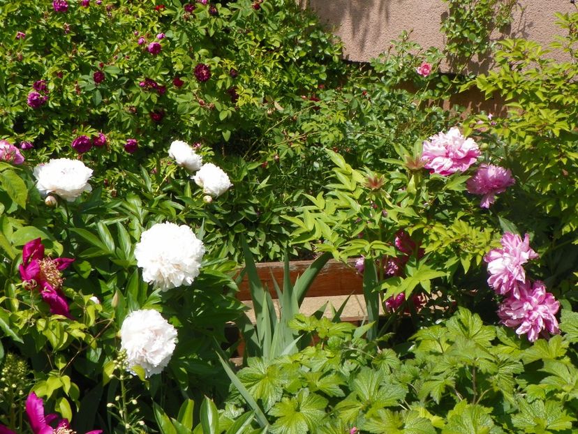 24 mai (248) - Bujori 2018