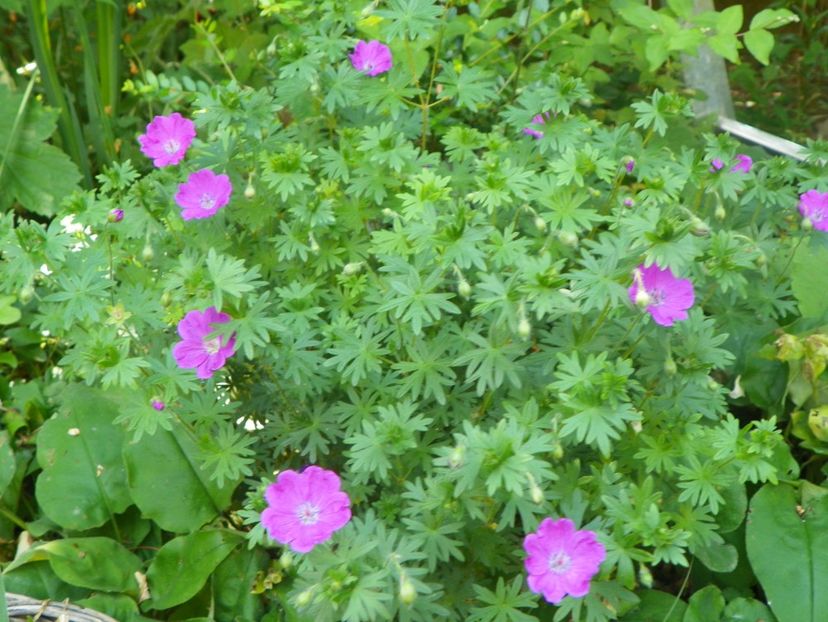 24 mai (232) - Geranium 2018