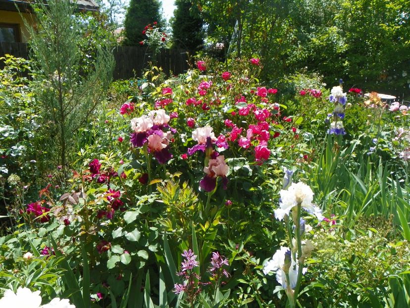 24 mai (56) - Gradina 2018