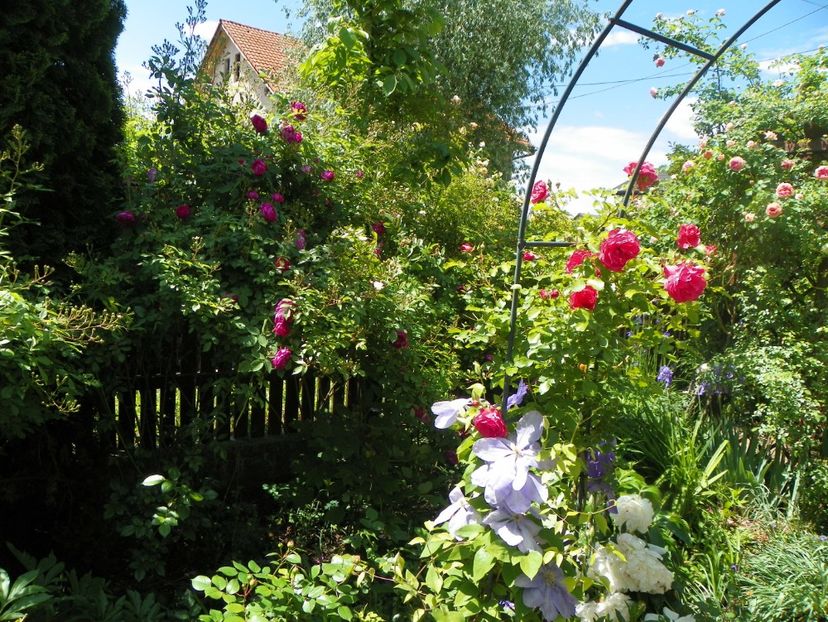 24 mai (70) - Gradina 2018