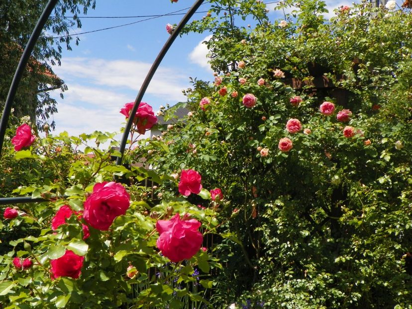 24 mai (71) - Gradina 2018