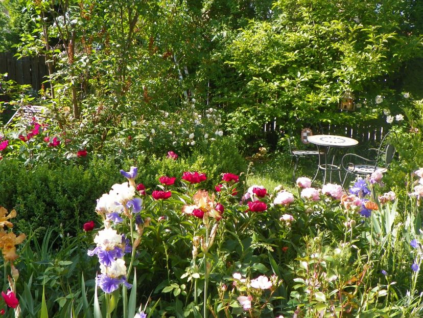 24 mai (124) - Gradina 2018