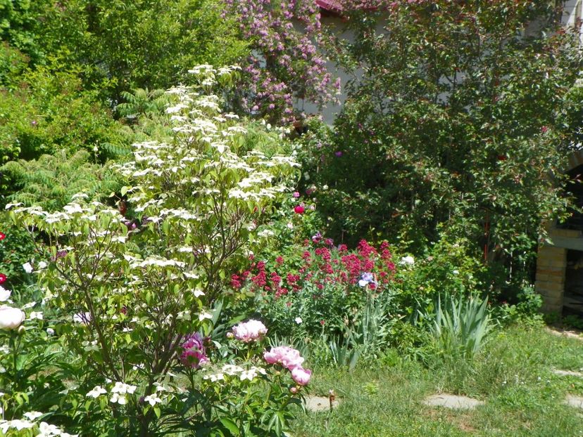 24 mai (145) - Gradina 2018
