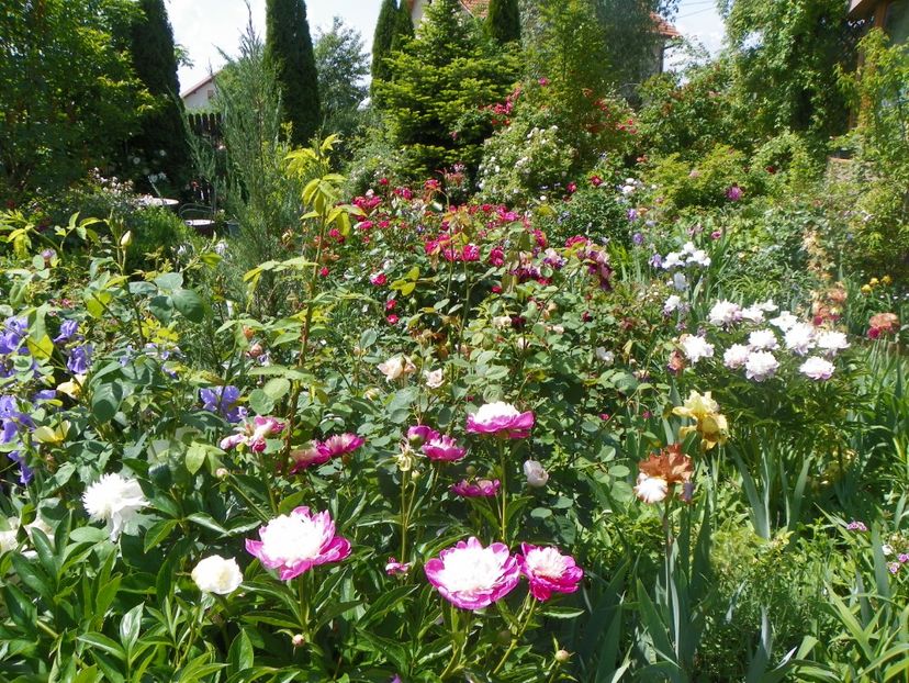 24 mai (174) - Gradina 2018