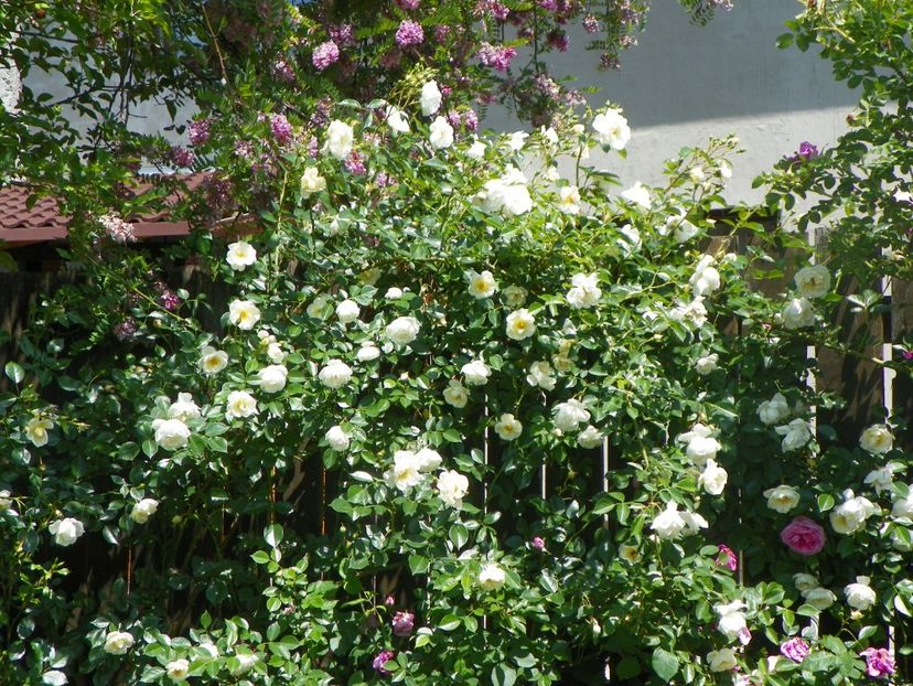 24 mai (203) - Gradina 2018