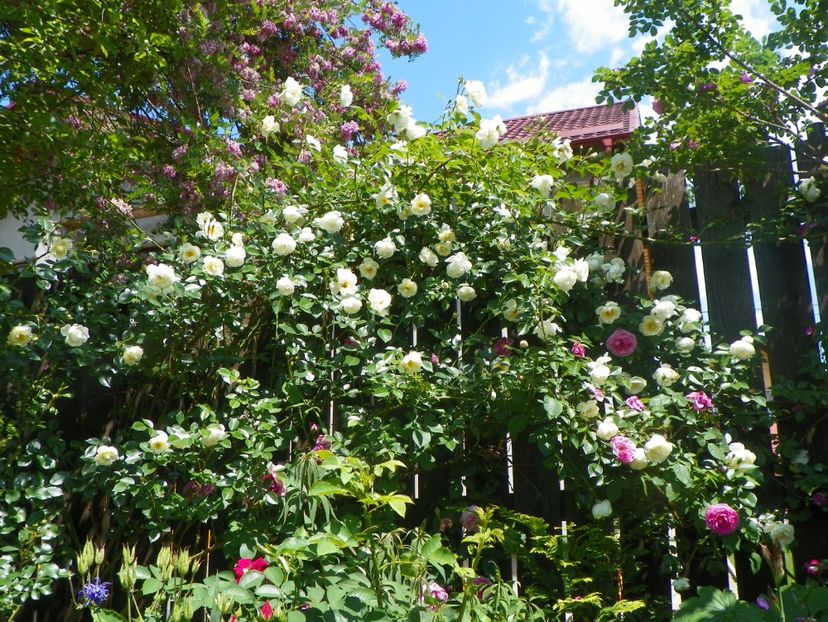 24 mai (206) - Gradina 2018