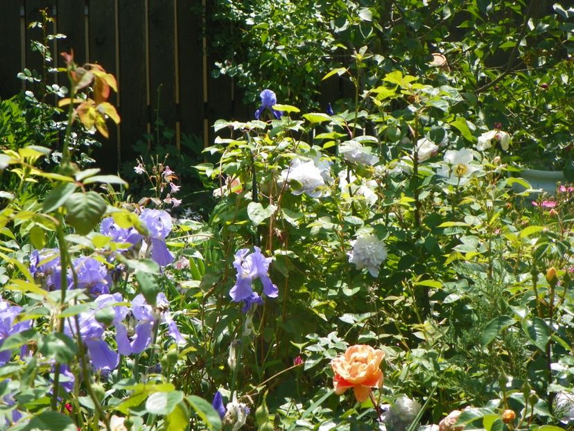 24 mai (217) - Gradina 2018