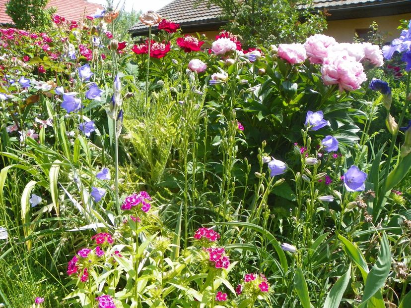 24 mai (244) - Gradina 2018