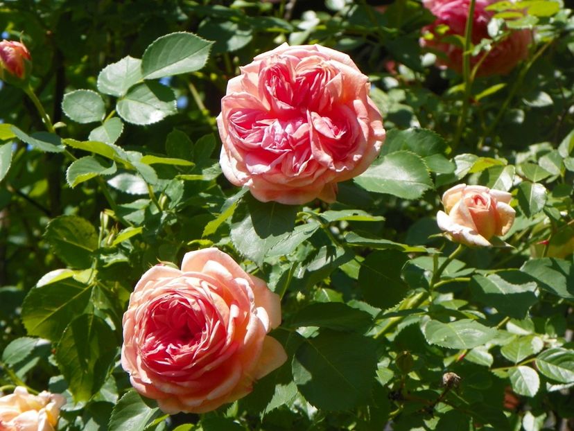 24 mai (5) - Trandafiri 2018 1