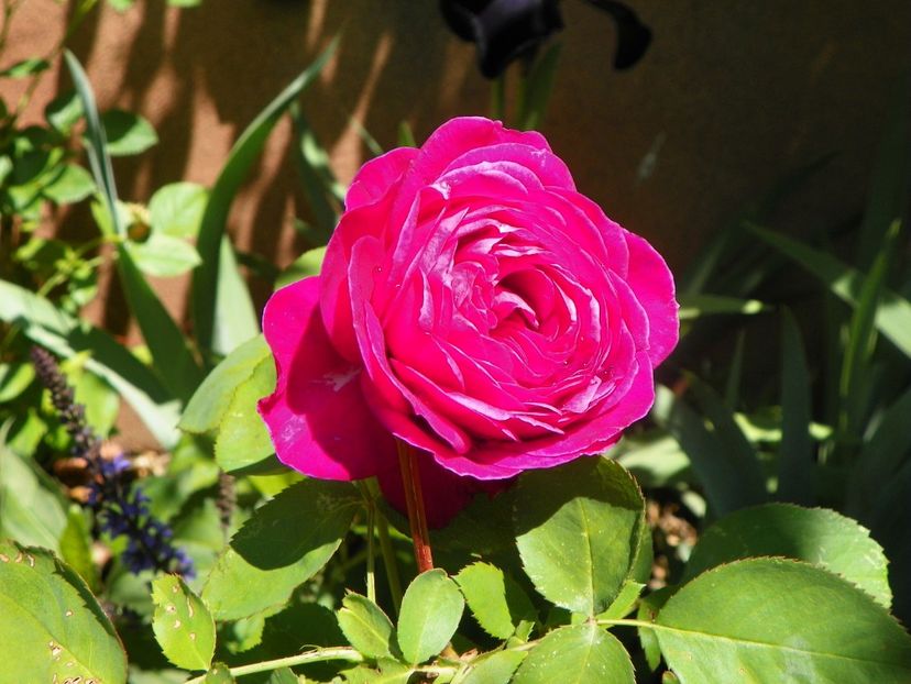 24 mai (7) - Trandafiri 2018 1