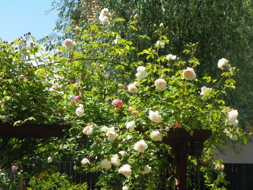 24 mai (9) - Trandafiri 2018 1