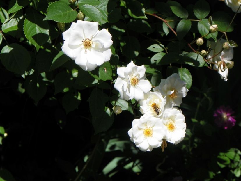 24 mai (12) - Trandafiri 2018 1