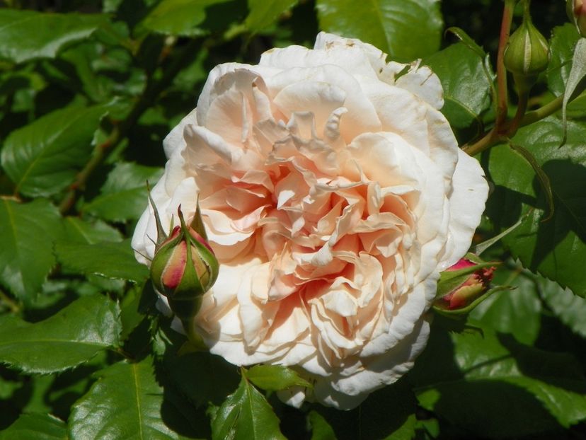 24 mai (13) - Trandafiri 2018 1