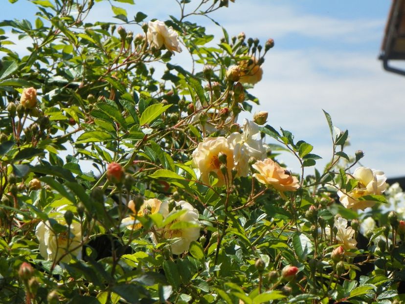 24 mai (16) - Trandafiri 2018 1