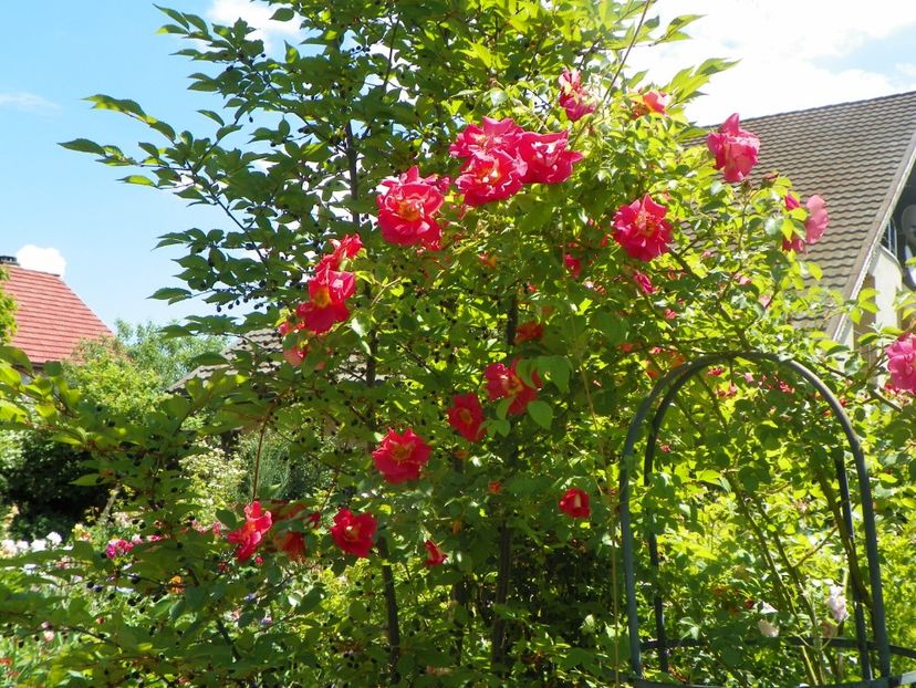 24 mai (17) - Trandafiri 2018 1