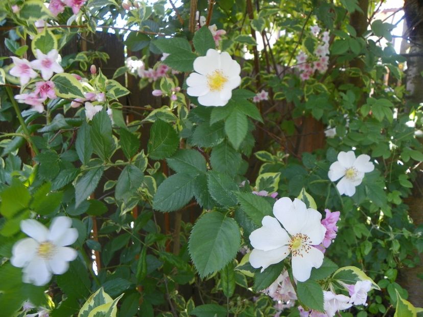 24 mai (34) - Trandafiri 2018 1