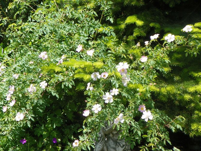 24 mai (43) - Trandafiri 2018 1