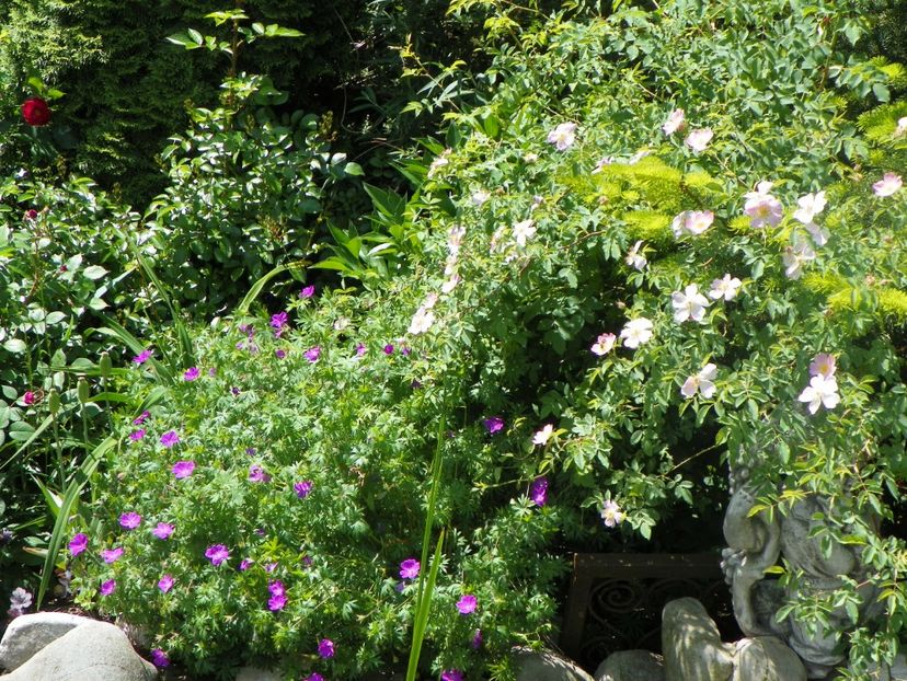 24 mai (45) - Geranium 2018