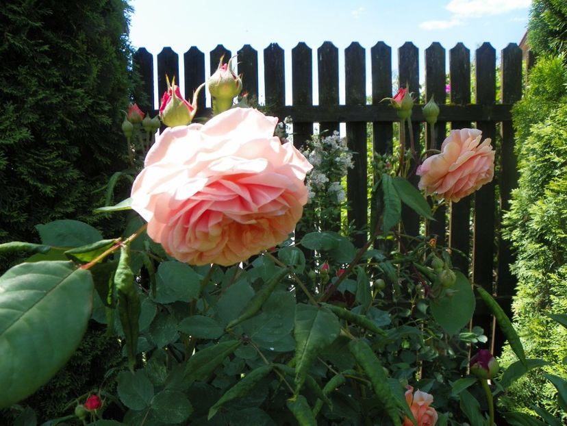 24 mai (46) - Trandafiri 2018 1