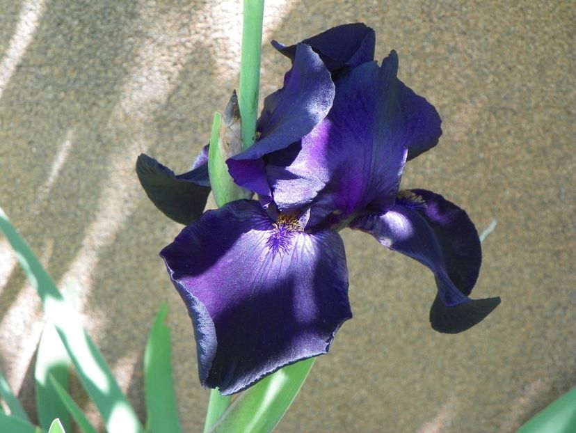 24 mai (6) - Irisi 2018