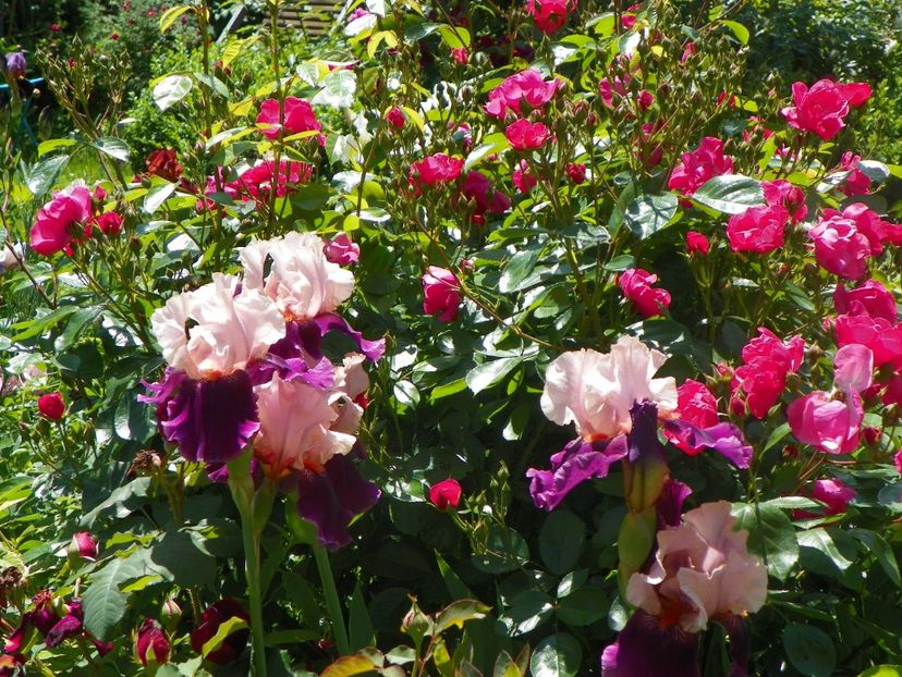 24 mai (20) - Irisi 2018