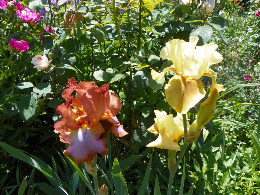 24 mai (22) - Irisi 2018