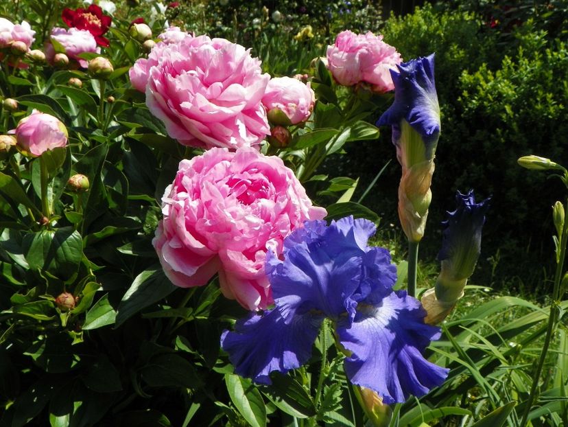 24 mai (51) - Irisi 2018