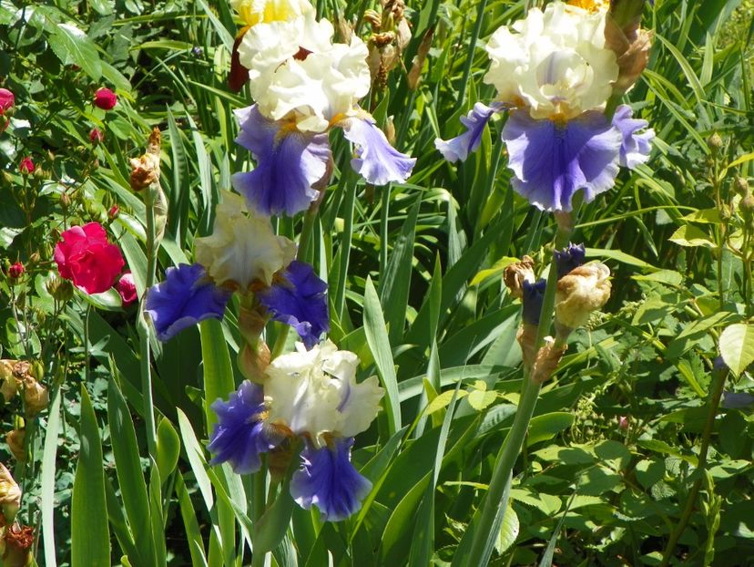 24 mai (52) - Irisi 2018