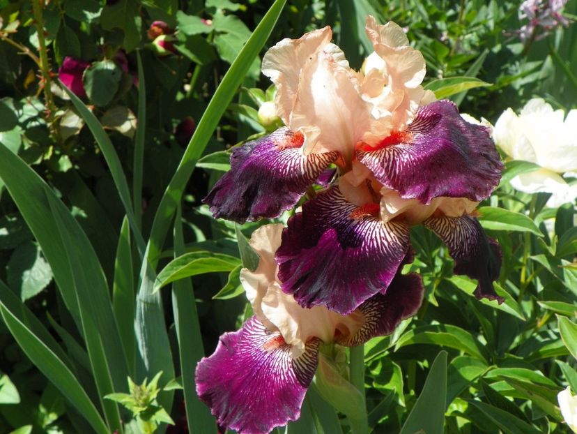 24 mai (65) - Irisi 2018