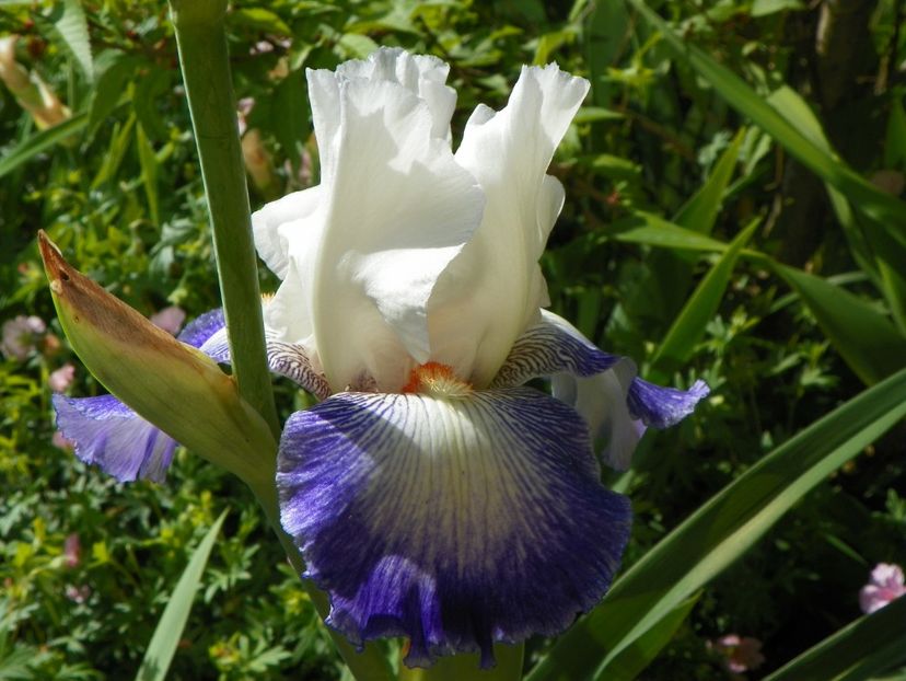 24 mai (82) - Irisi 2018