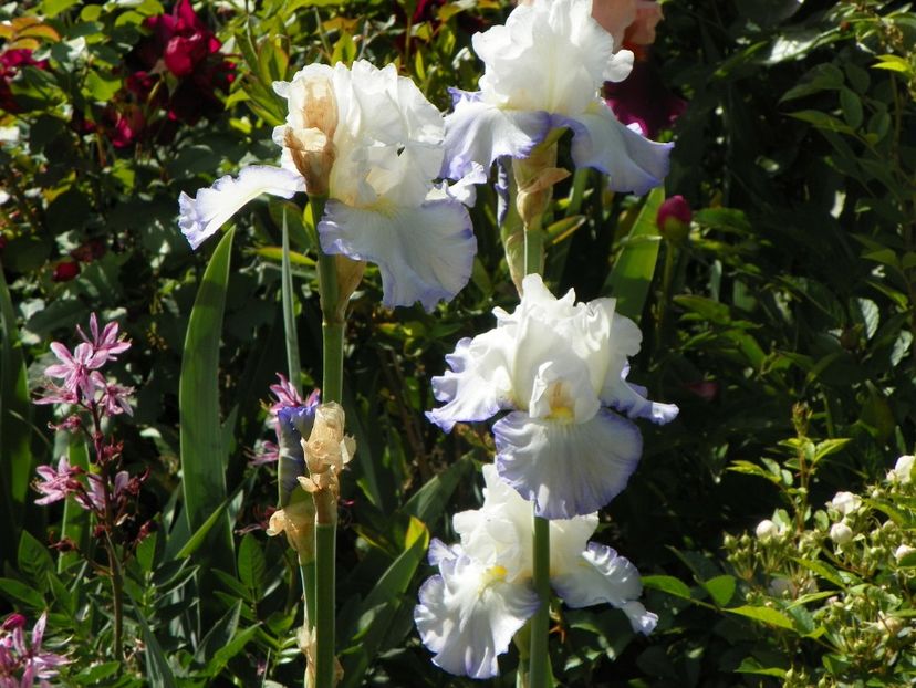 24 mai (84) - Irisi 2018