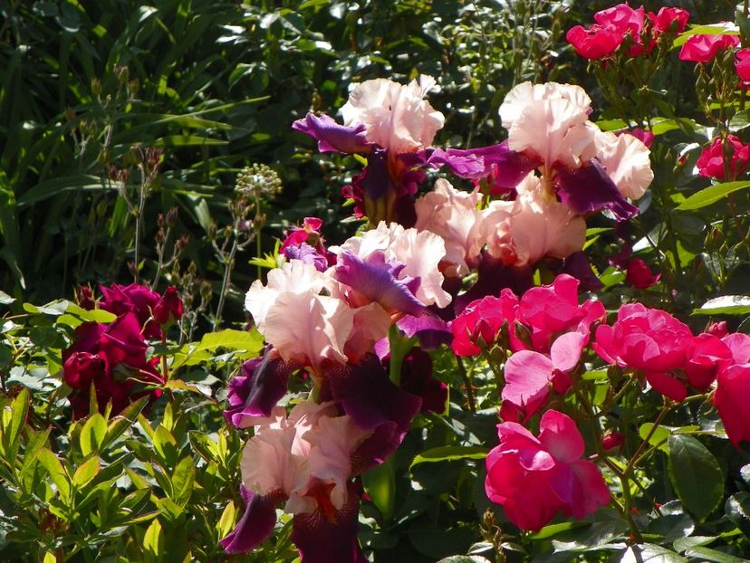 24 mai (108) - Irisi 2018