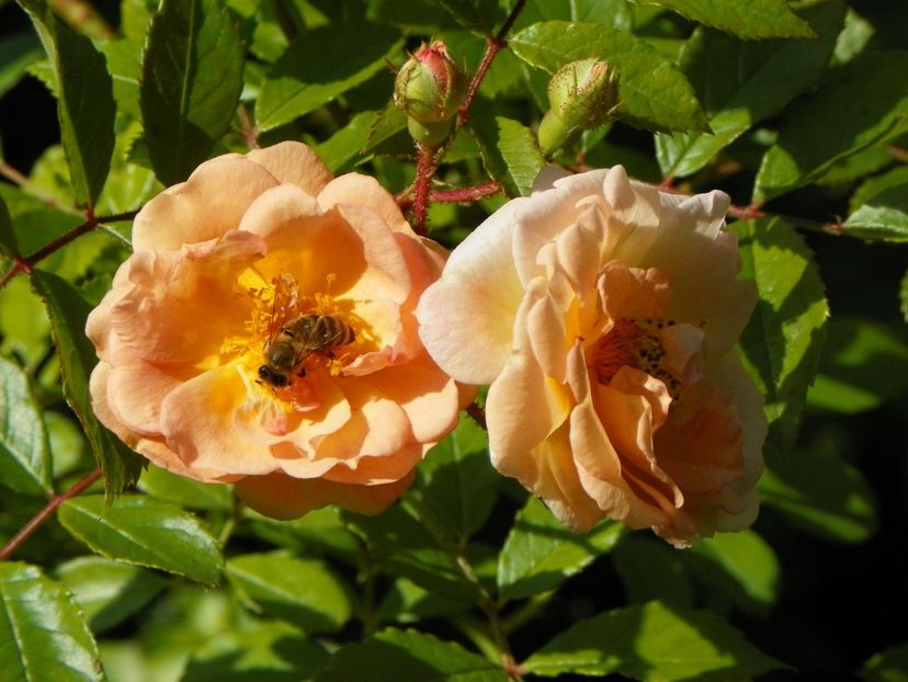 24 mai (132) - Trandafiri 2018 1