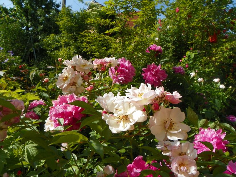 24 mai (136) - Trandafiri 2018 1