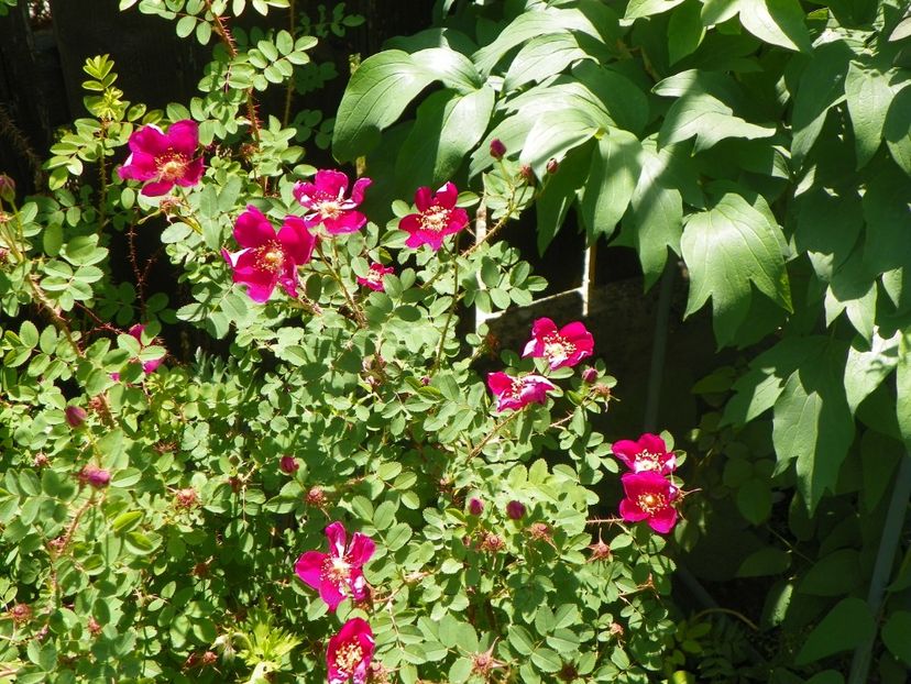 24 mai (147) - Trandafiri 2018 1