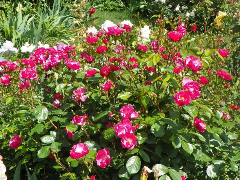 24 mai (153) - Trandafiri 2018 1