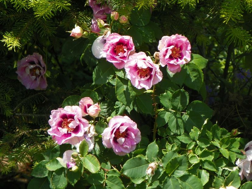 24 mai (154) - Trandafiri 2018 1