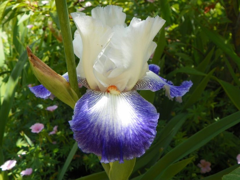 24 mai (180) - Irisi 2018